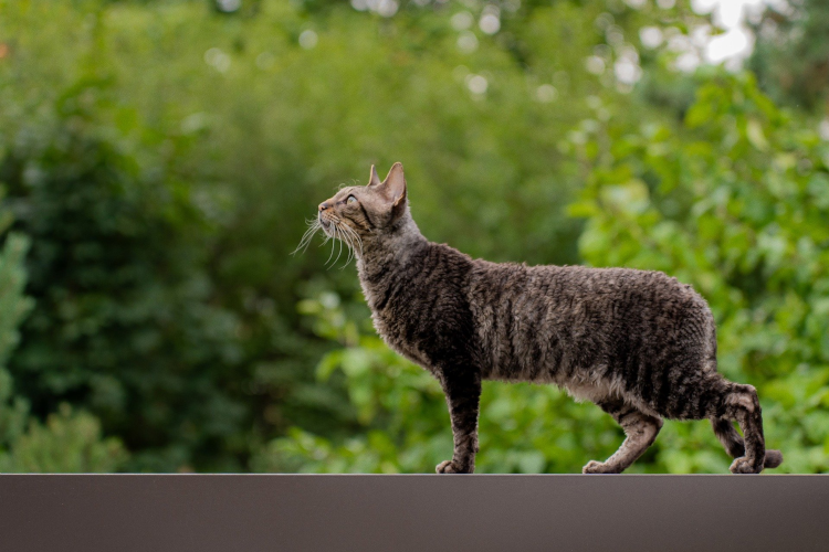 how stop cat spraying inside