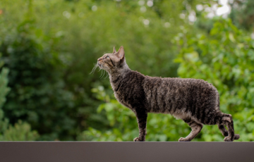 how stop cat spraying inside